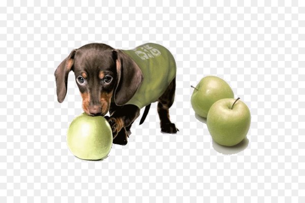 Такса сфинкс