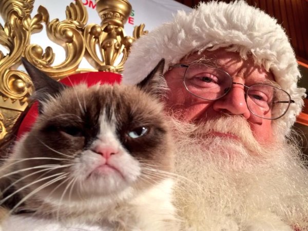 Недовольный новогодний кот