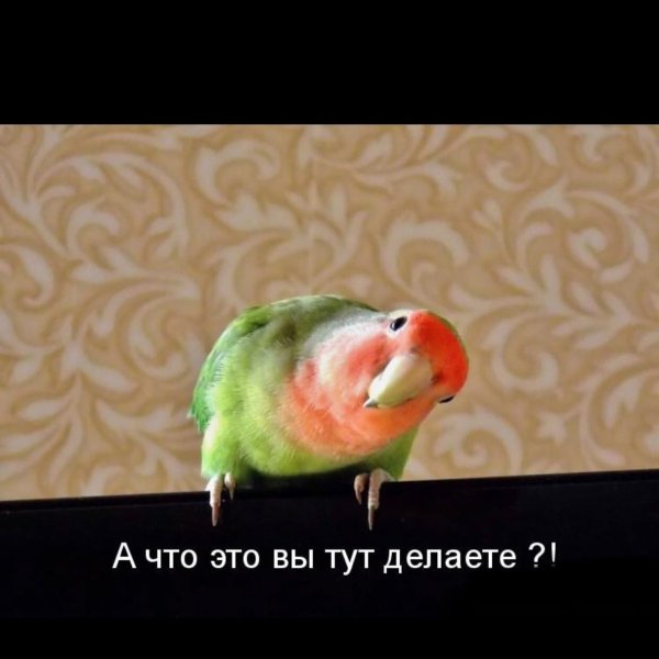 Смешные попугаи