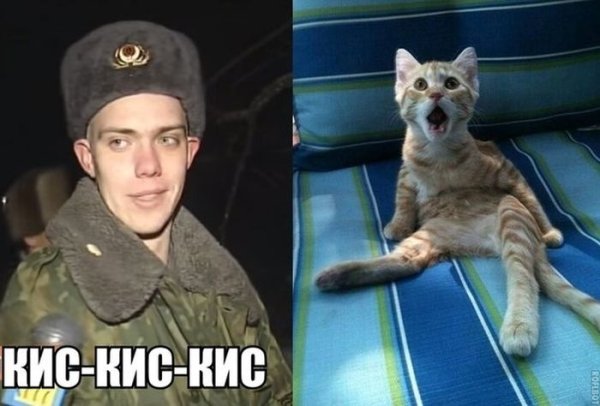 Военные коты