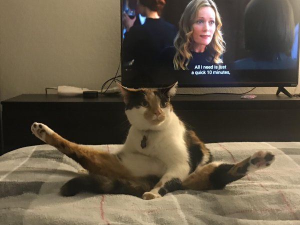 Кот на шпагате