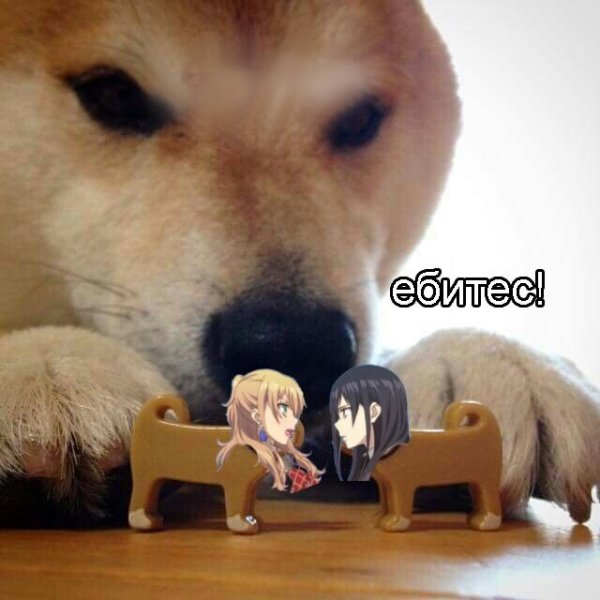 Акита ебитес