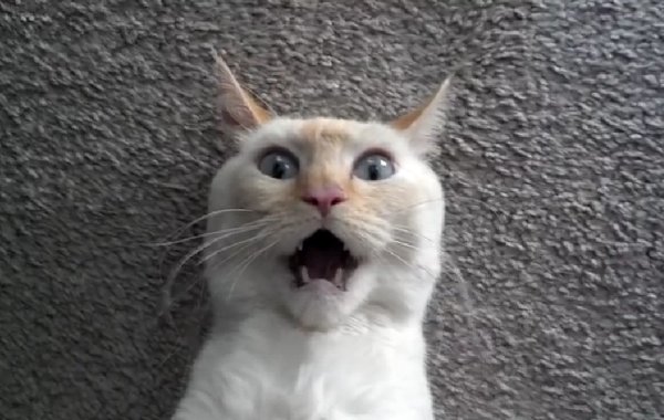 Кричащий кот