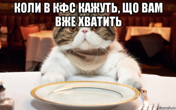 Голодный котик Мем
