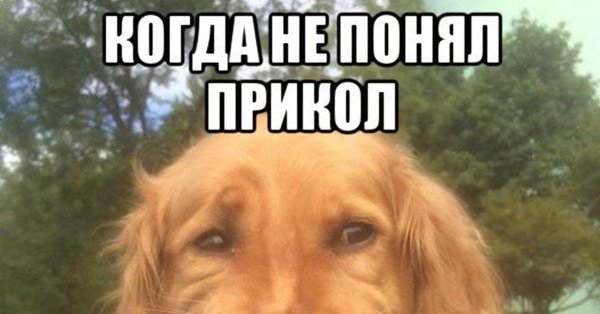 Непонимающая собака