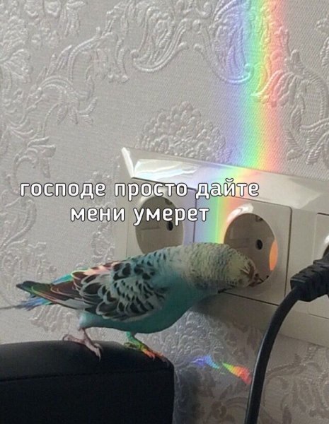 Пикчи с попугаями