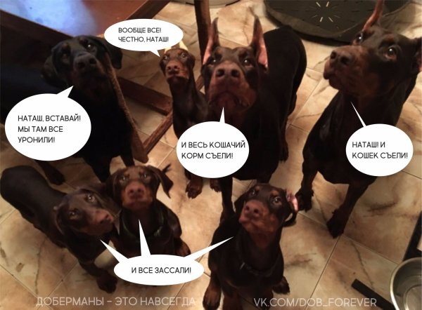 Наташа просыпайся мы все уронили