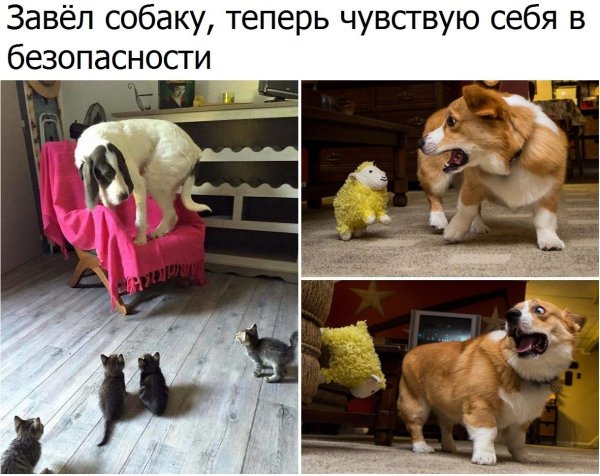 Большая и маленькая собака мемы