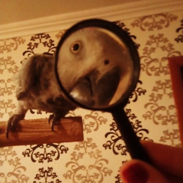 Попугай с лупой