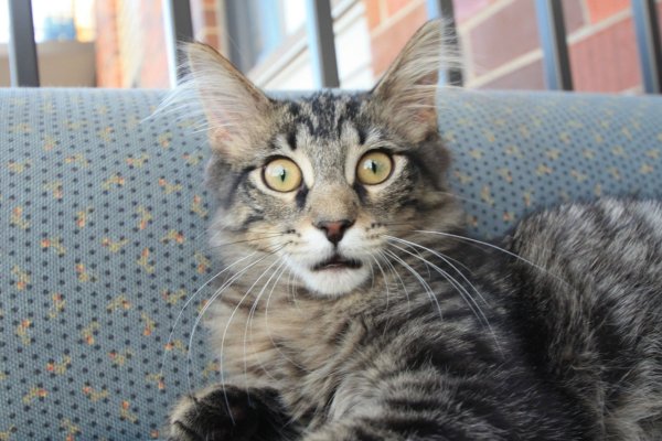 Коты удивление