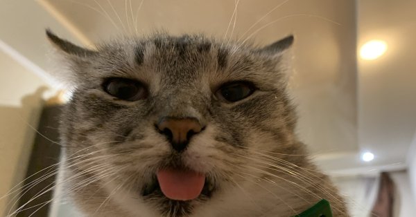 Кот с языком высунутым трубочкой