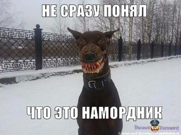 Доберман мемы