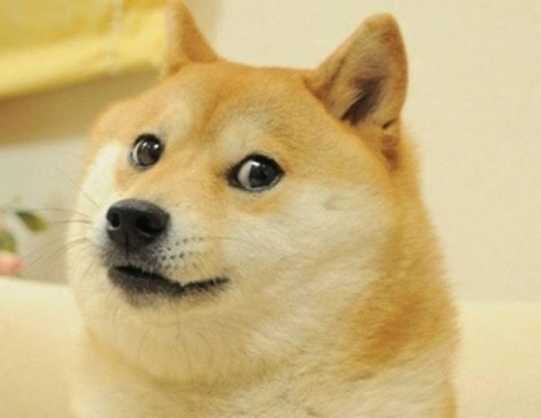 Сиба ину доги