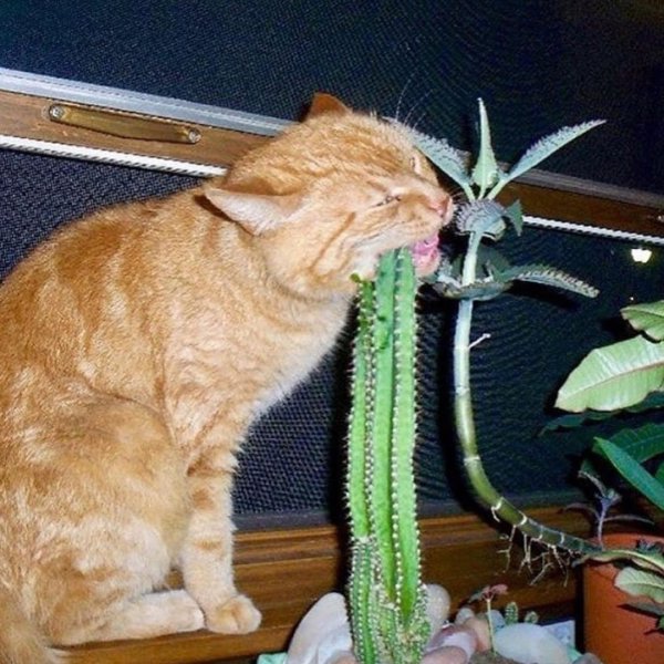 Кот грызет Кактус