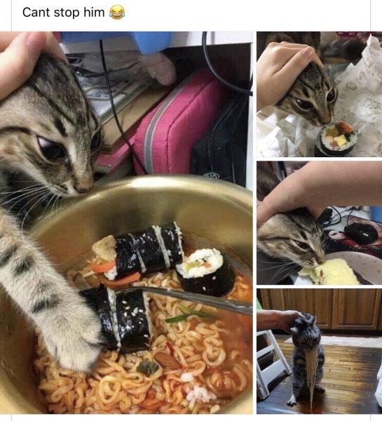 Голодный кот Мем