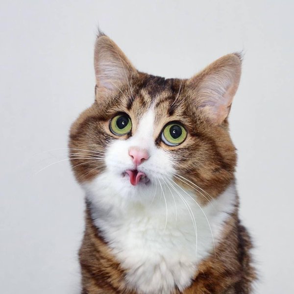 Кот с высунутым языком