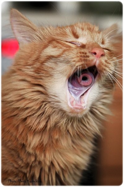 Смешные коты с языком в трубочку