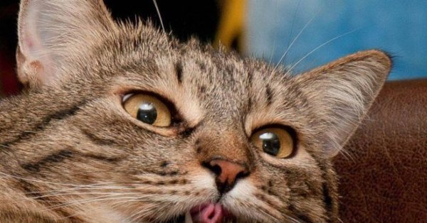 Кошка с языком трубочкой