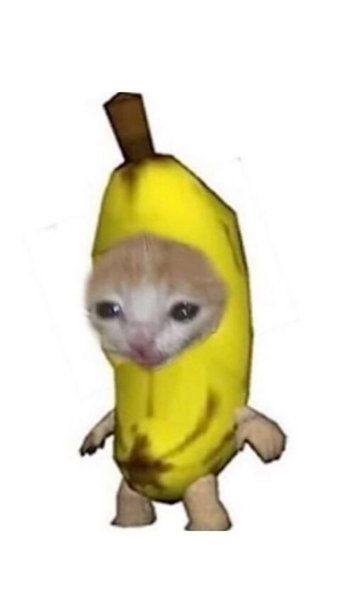 Кот в банане
