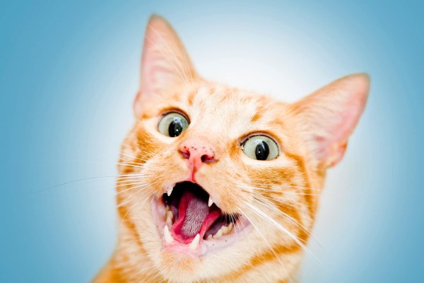 Радостный кот