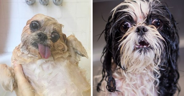 Мокрый щенок