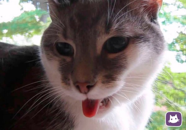 Кот с языком в трубочку