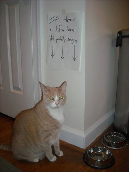 Голодный кот