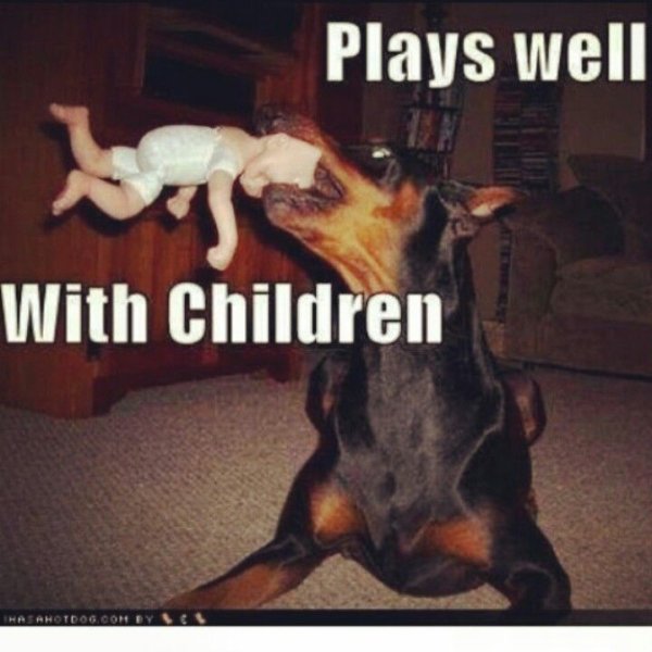 Доберман смешной