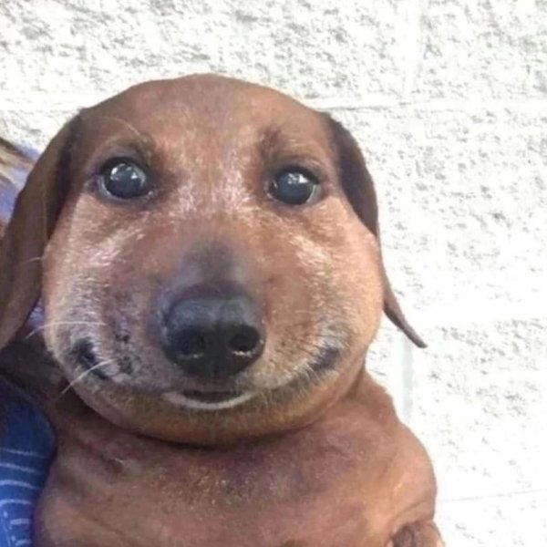 Такса улыбается