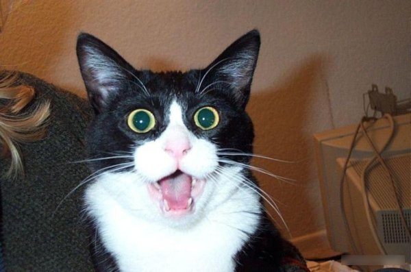 Смешной удивленный кот