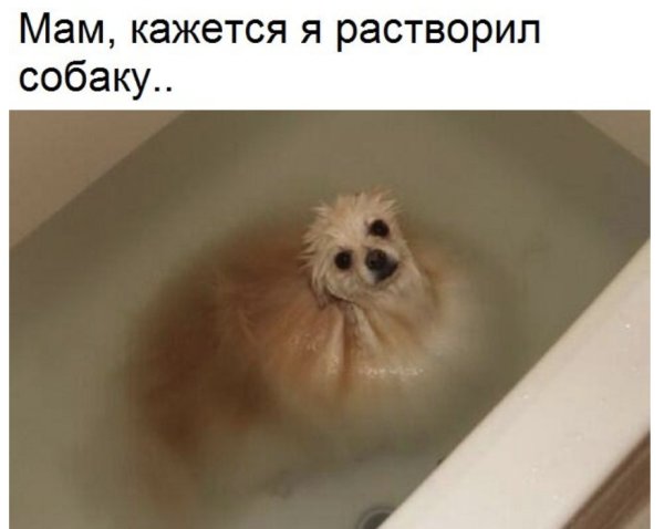 Мокрый шпиц