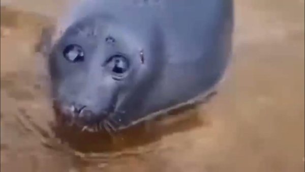 Морской котик из мема