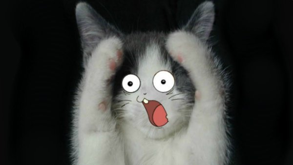 Кот в шоке Мем