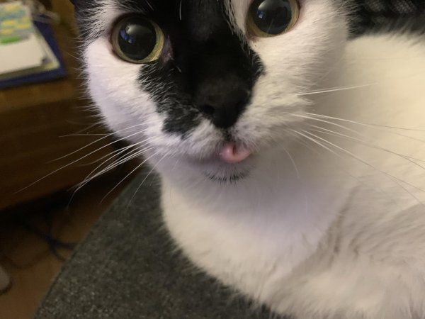 Коттс языком в трубочку