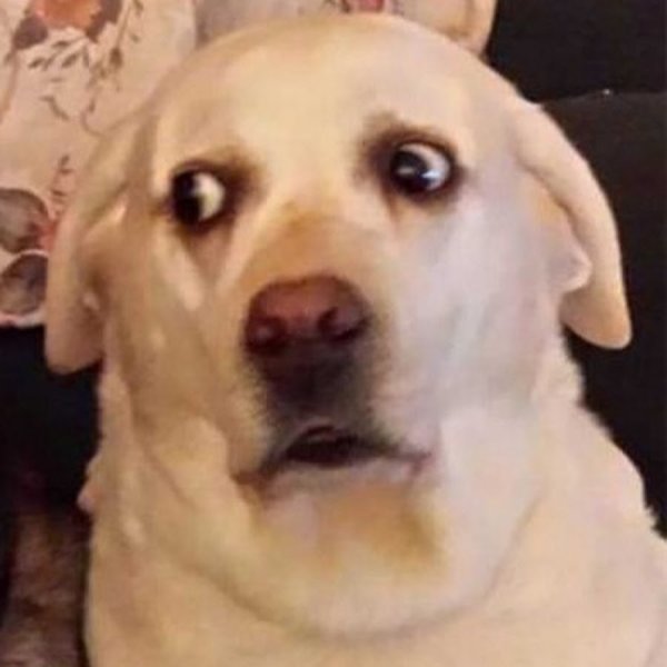 Удивленный пес