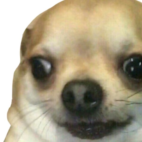 Собака с мема