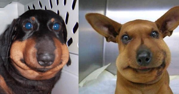 Собака которую покусали осы