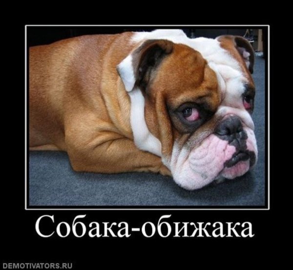 Собака обижака Мем