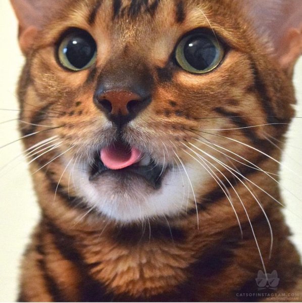 Коттс языком в трубочку