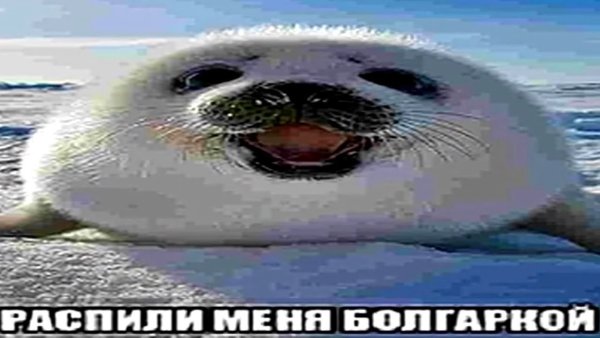 Тюлень Мем
