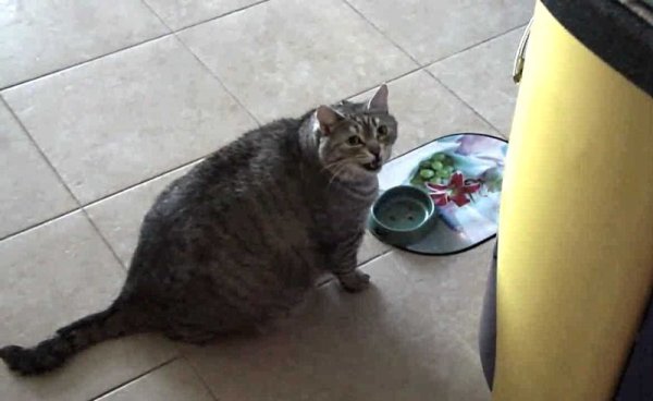 Кот просит еды