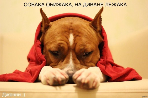 Обида собаки