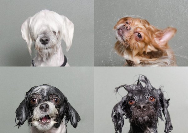 Мокрая собака