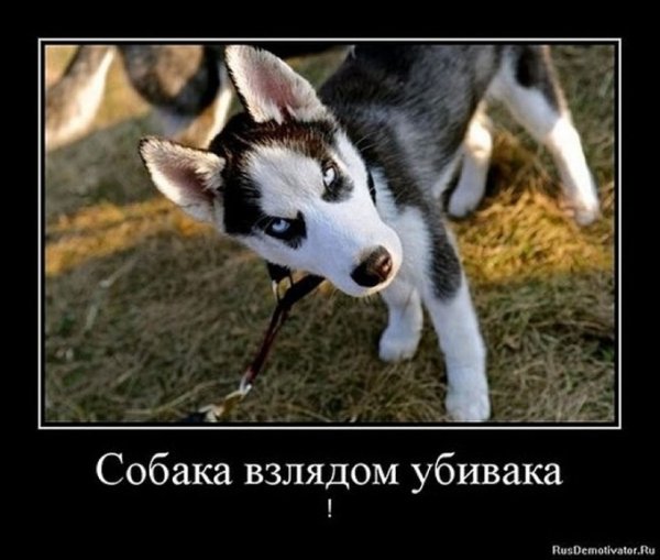 Собаки улыбаки демотиваторы