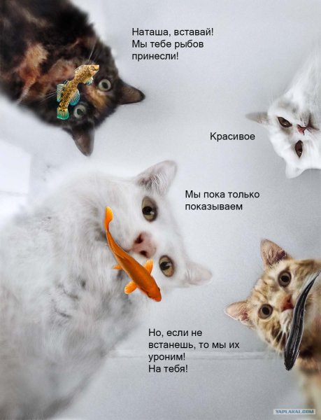 Мемы с котами и рыбами