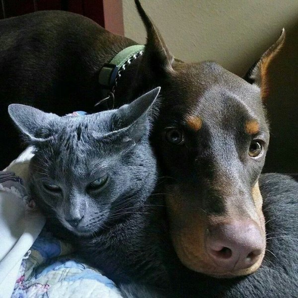 Доберман и Ориентал