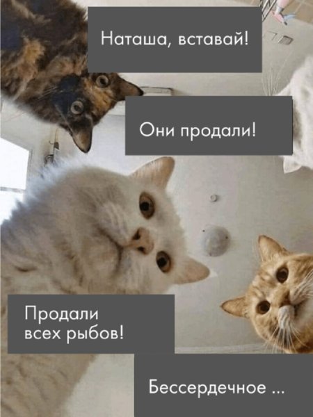 Кот Мем