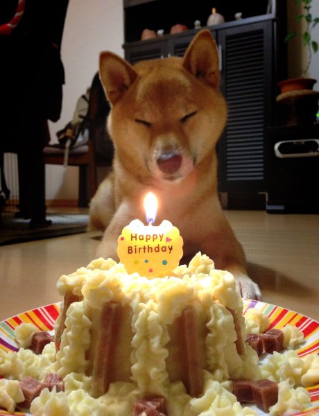 Торт с собакой