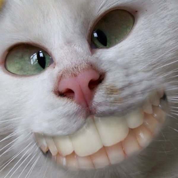 Сумасшедшие коты