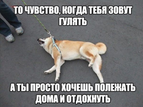 Собака гулять Мем